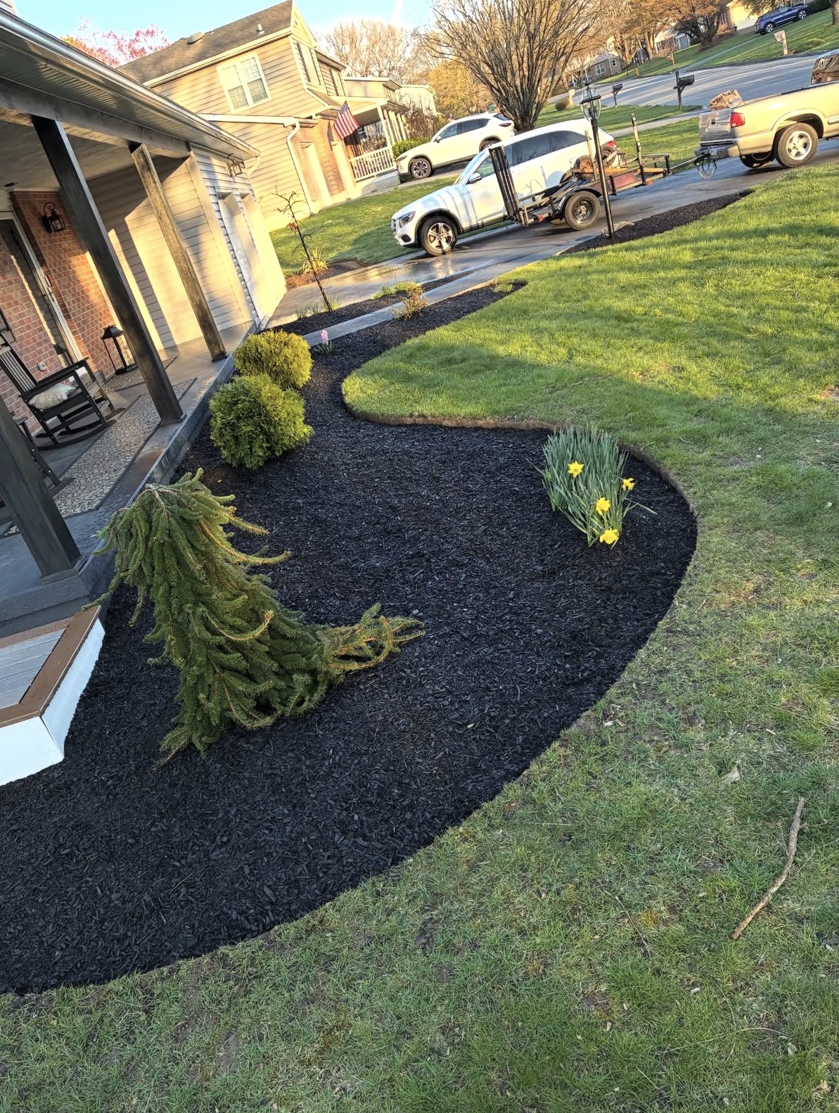 Sweeping black mulch bed with daffodils and evergreens at a Central Texas home